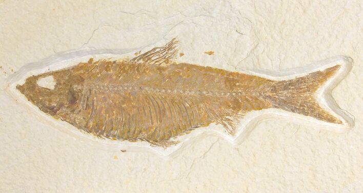 Fossil Fish (Knightia) - Wyoming #136768